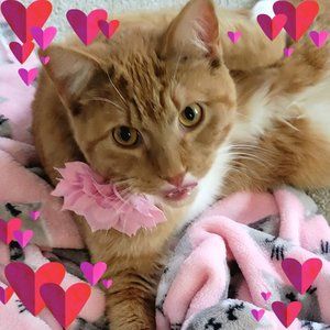 Meet your Posher, Sally